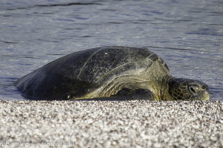 galapagos